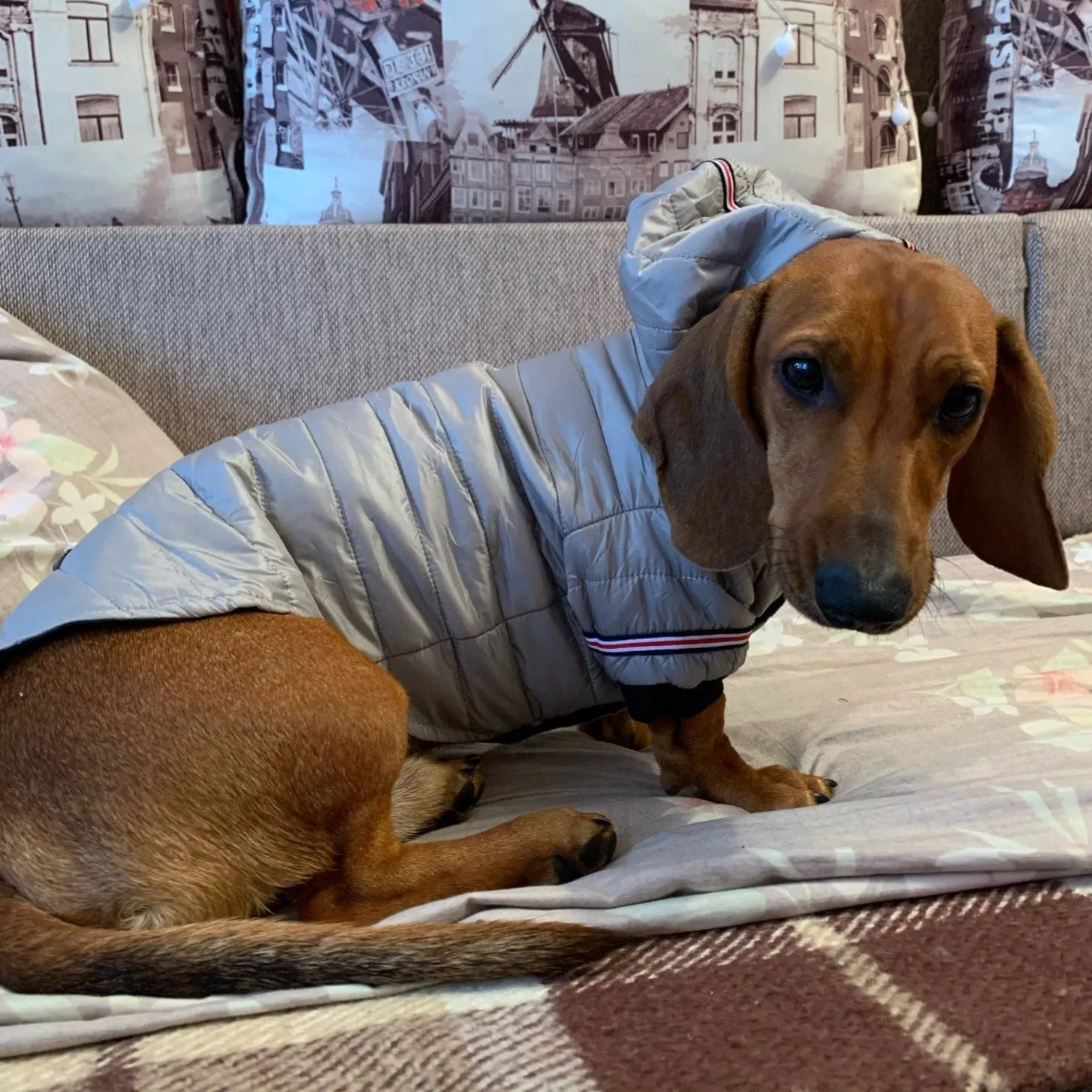 Fashion Puffer Dachshund Jacket