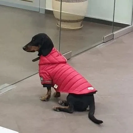 Fashion Puffer Dachshund Jacket