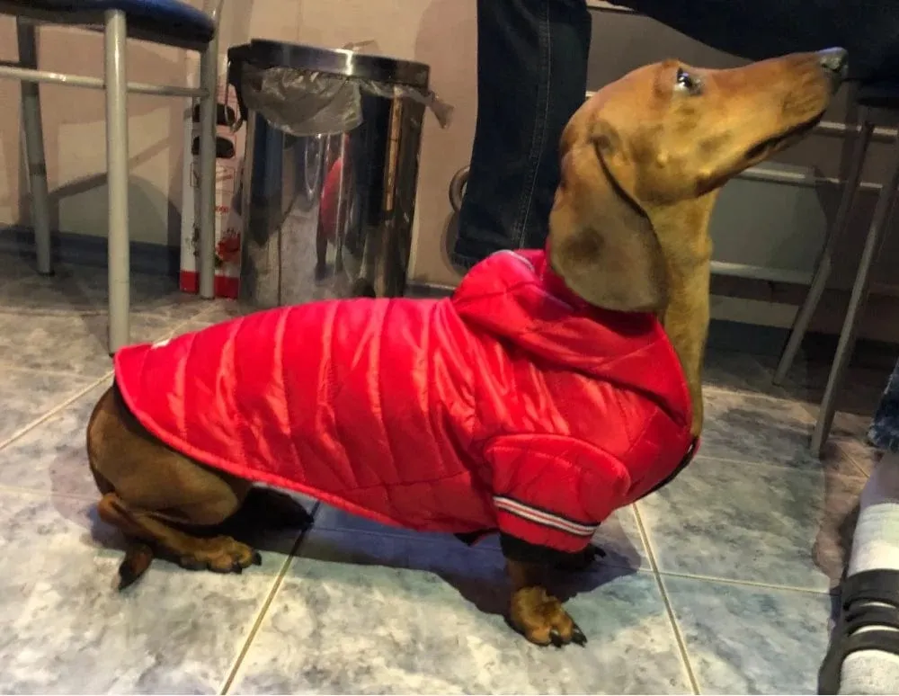 Fashion Puffer Dachshund Jacket